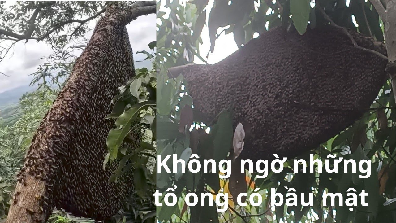 Không Ngờ Gặp Tổ Ong Thấp Lại Phát Hiện Thấy Tổ Treo Trên Đỉnh