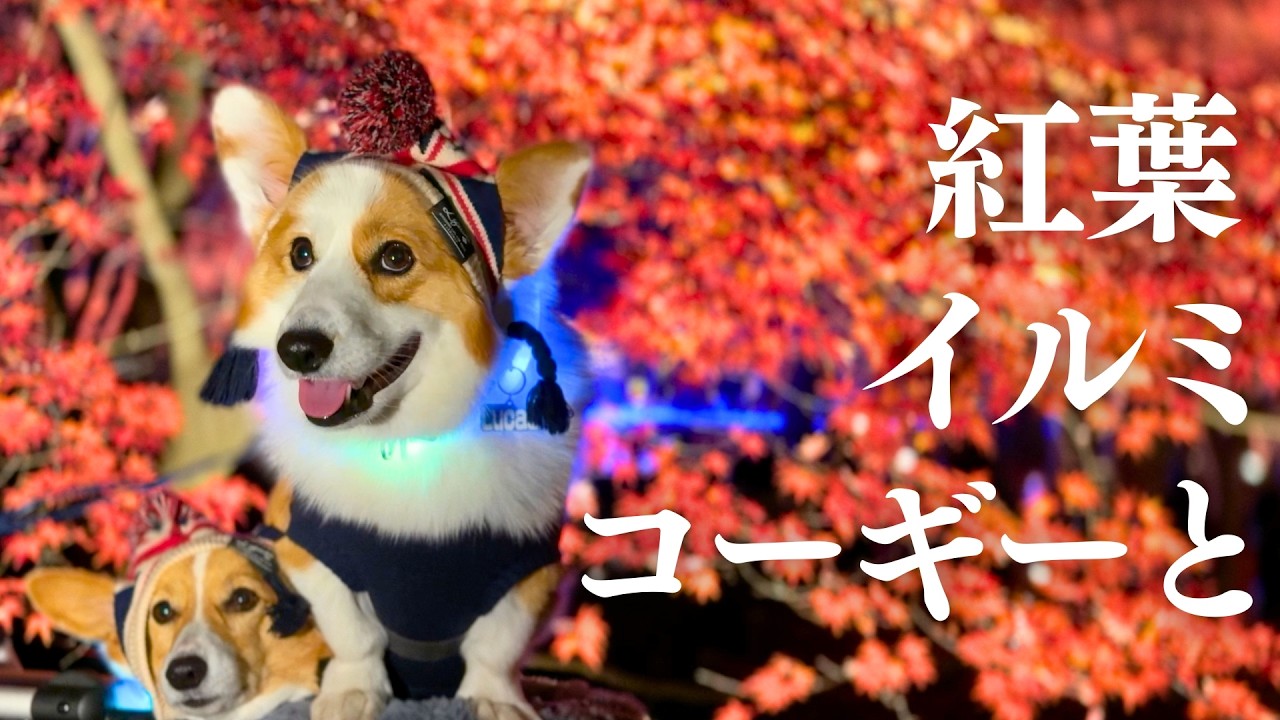 【紅葉とイルミネーションが一緒に楽しめる！】今年はみんなで紅葉見ナイトに行ってきました｜国営武蔵丘陵森林公園