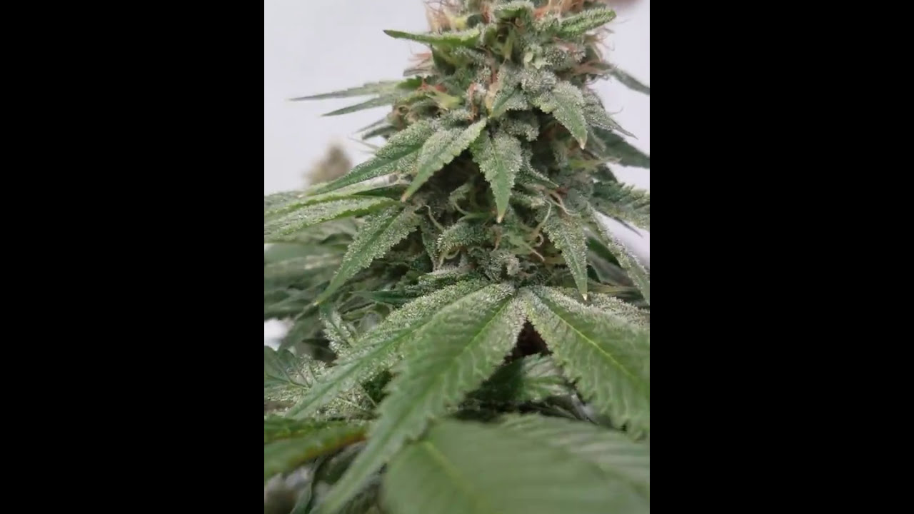 Rose' 45 days