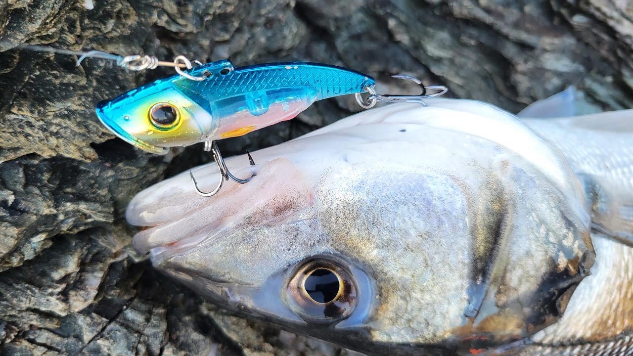 PÊCHE du BAR à la LAME VIBRANTE
