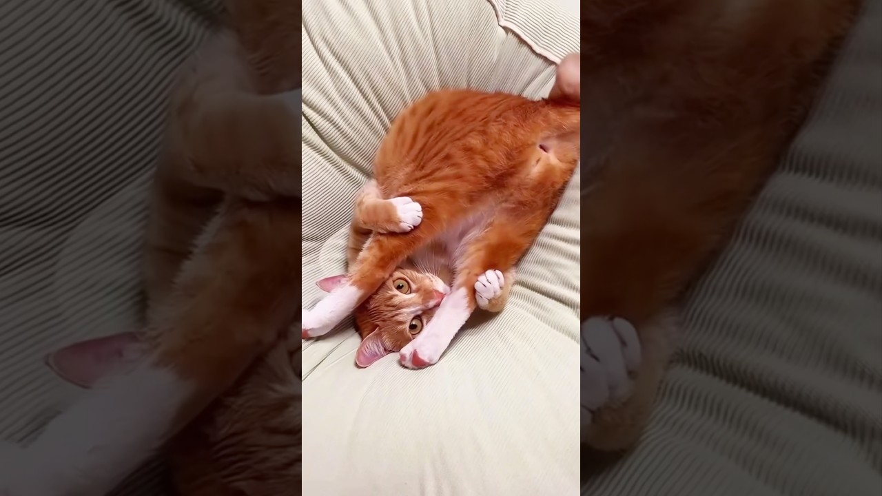 This Orange Cat Is A Menace 😂