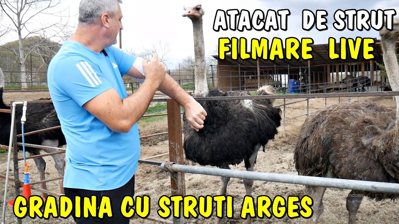 A fost ATACAT DE un STRUȚ și la tăiat la braț 😰