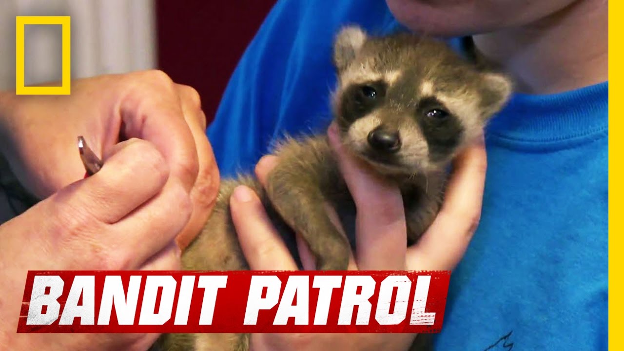Those Are Some Ticked-off Raccoons | Bandit Patrol