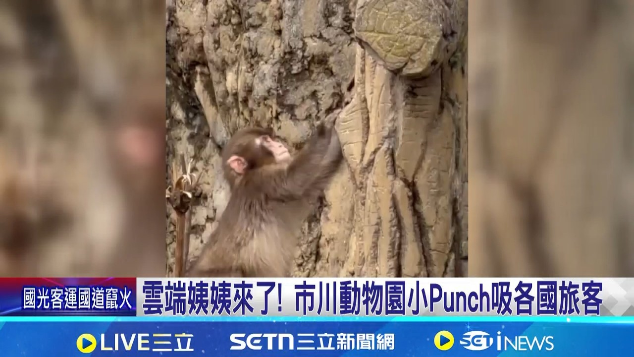 雲端姨姨來了! 市川動物園小Punch吸各國旅客 市川動物園一夕成名 一開園停車場已滿｜三立新聞網 SETN.com