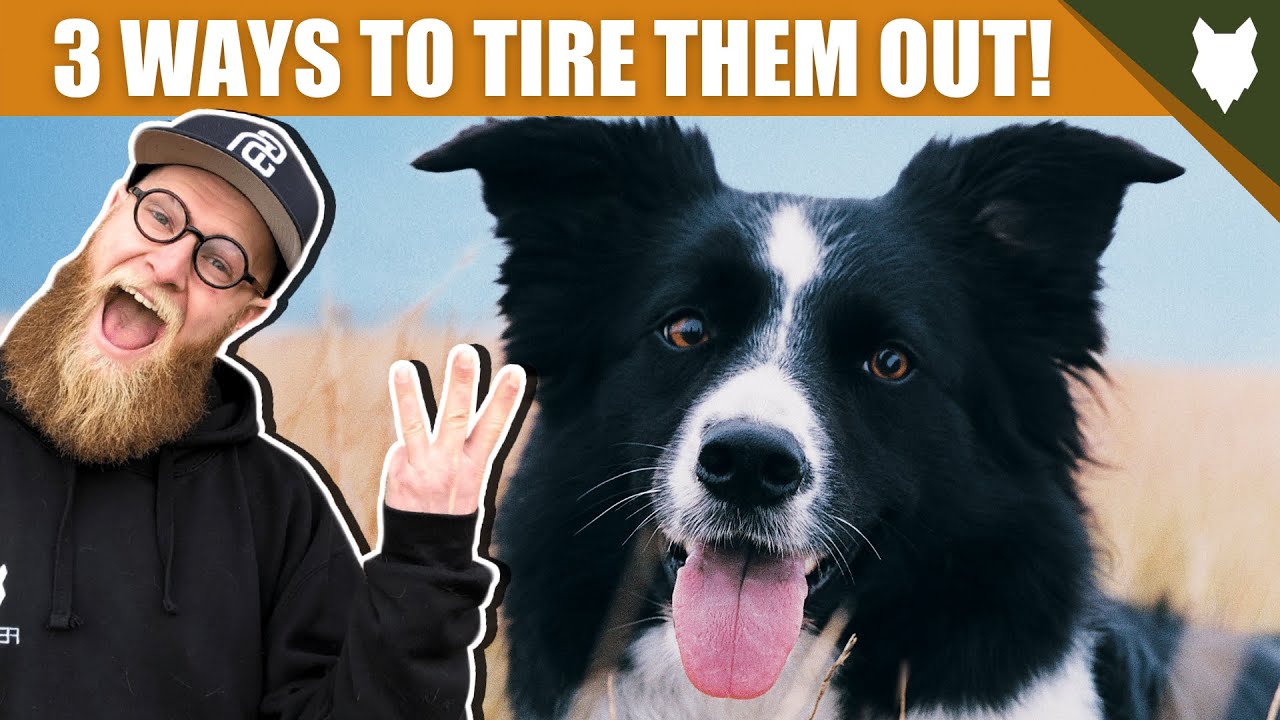 3 Tips To Tire Out Your BORDER COLLIE Puppy