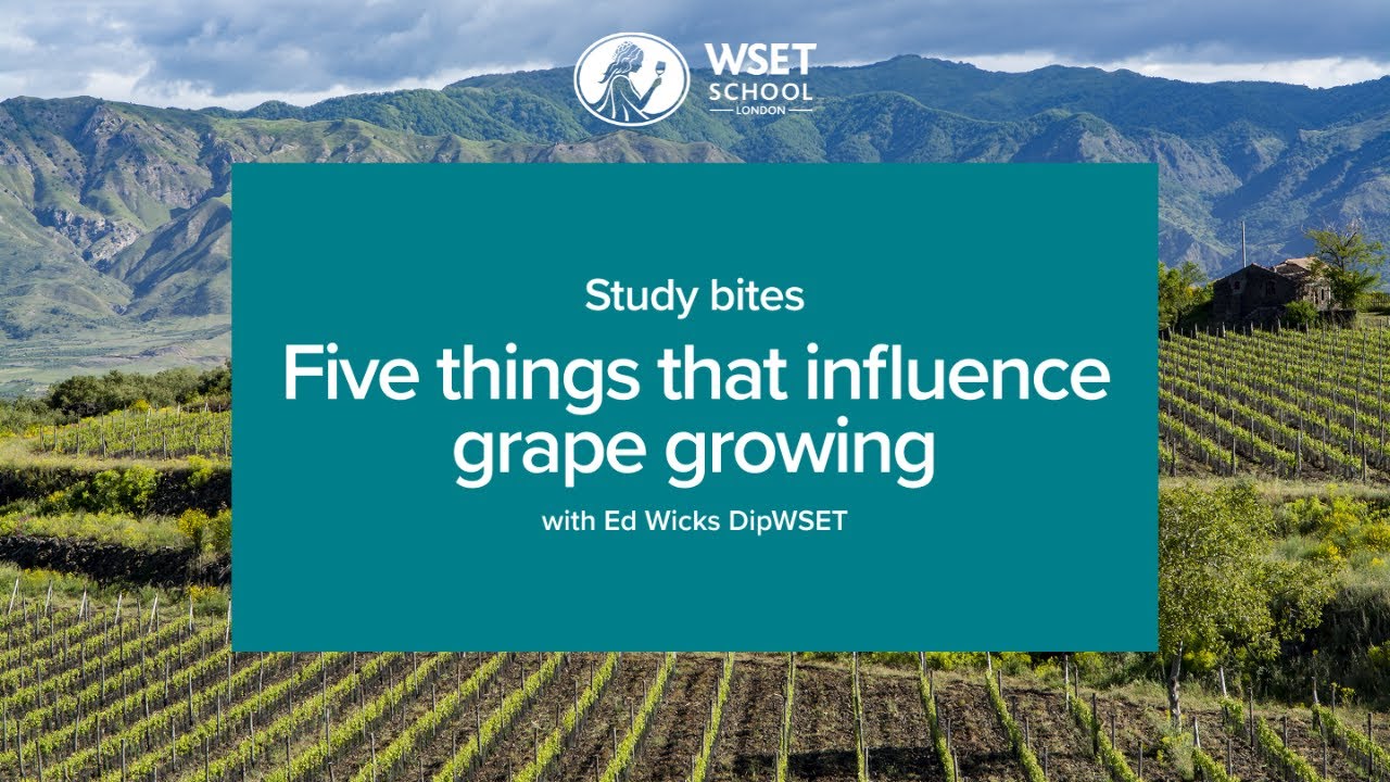 Study bites: five things that influence grape growing (WSET Level 3 wine)