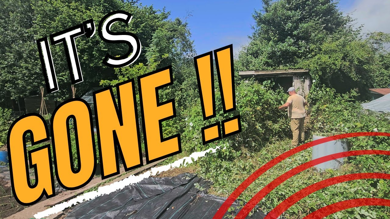 Creating the perfect no dig allotment - one step at a time