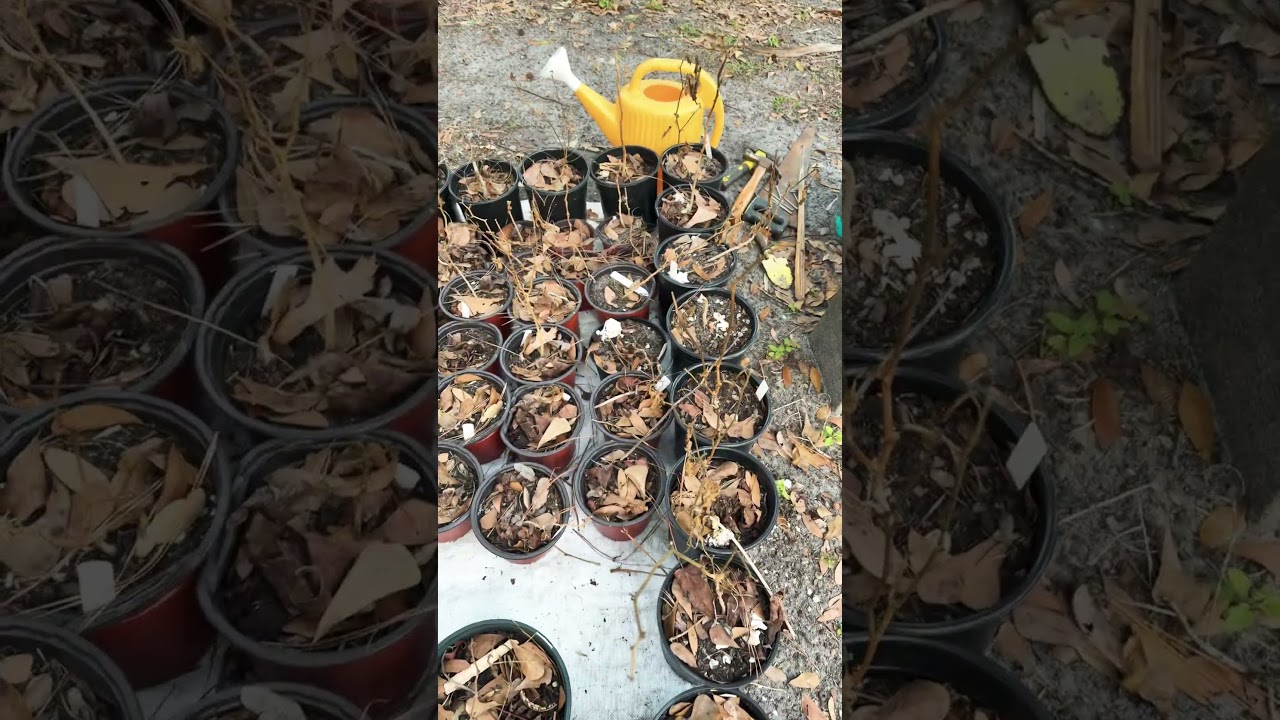 85 Bell Peppers Not Looking Too Good #trending #viral #reels #fyp #youtubeshorts #youtube #florida