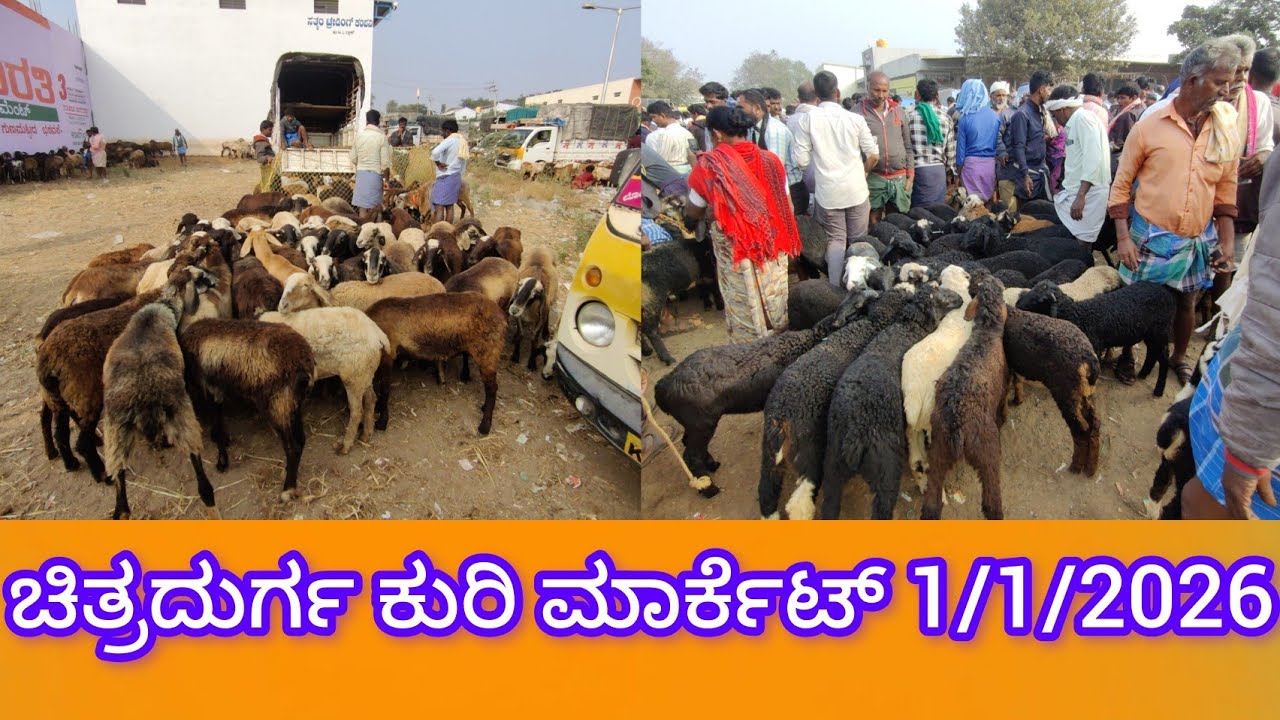 ಚಿತ್ರದುರ್ಗ ಕುರಿ ಮಾರ್ಕೆಟ್ Chitradurga Sheep Market 1/1/2026