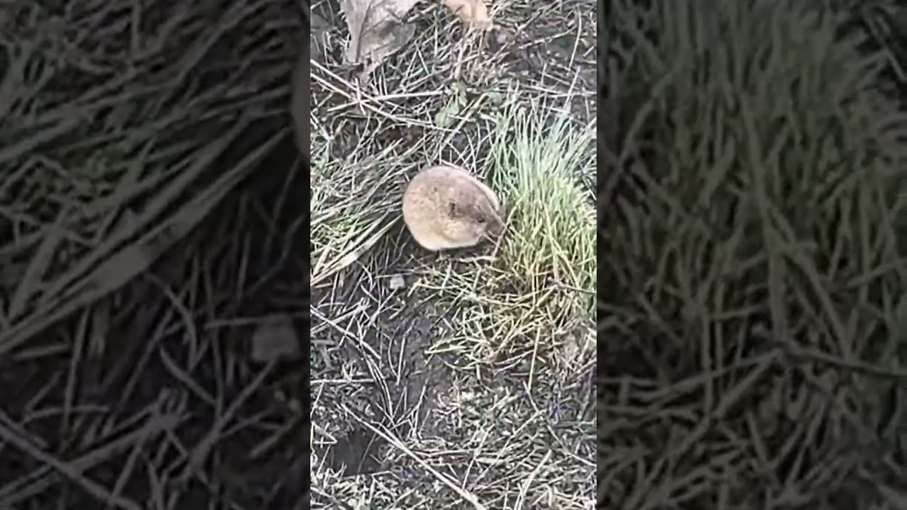 Хомик! яки курва файны...