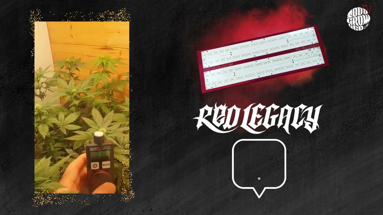 RED LEGACY TODOGROWLED review 22