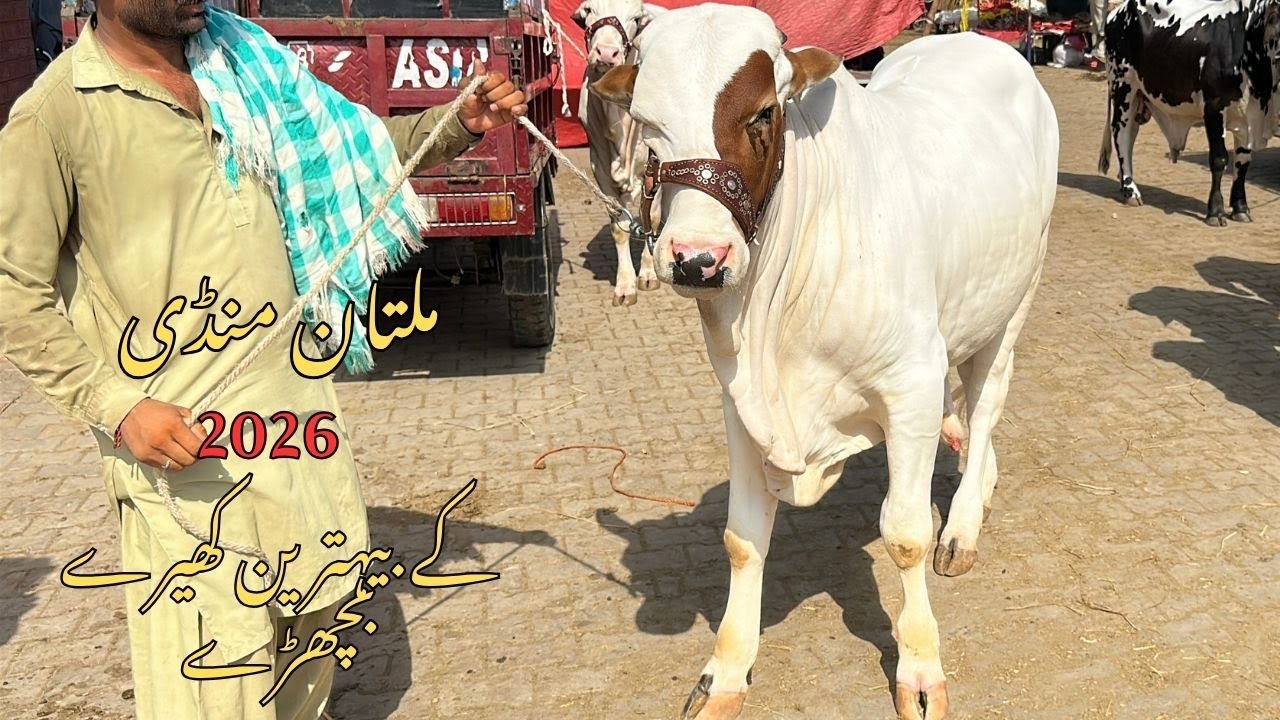Soday Hi Soday Multan Mandi Kay 2026  Kheeray Bachray @SSTvs