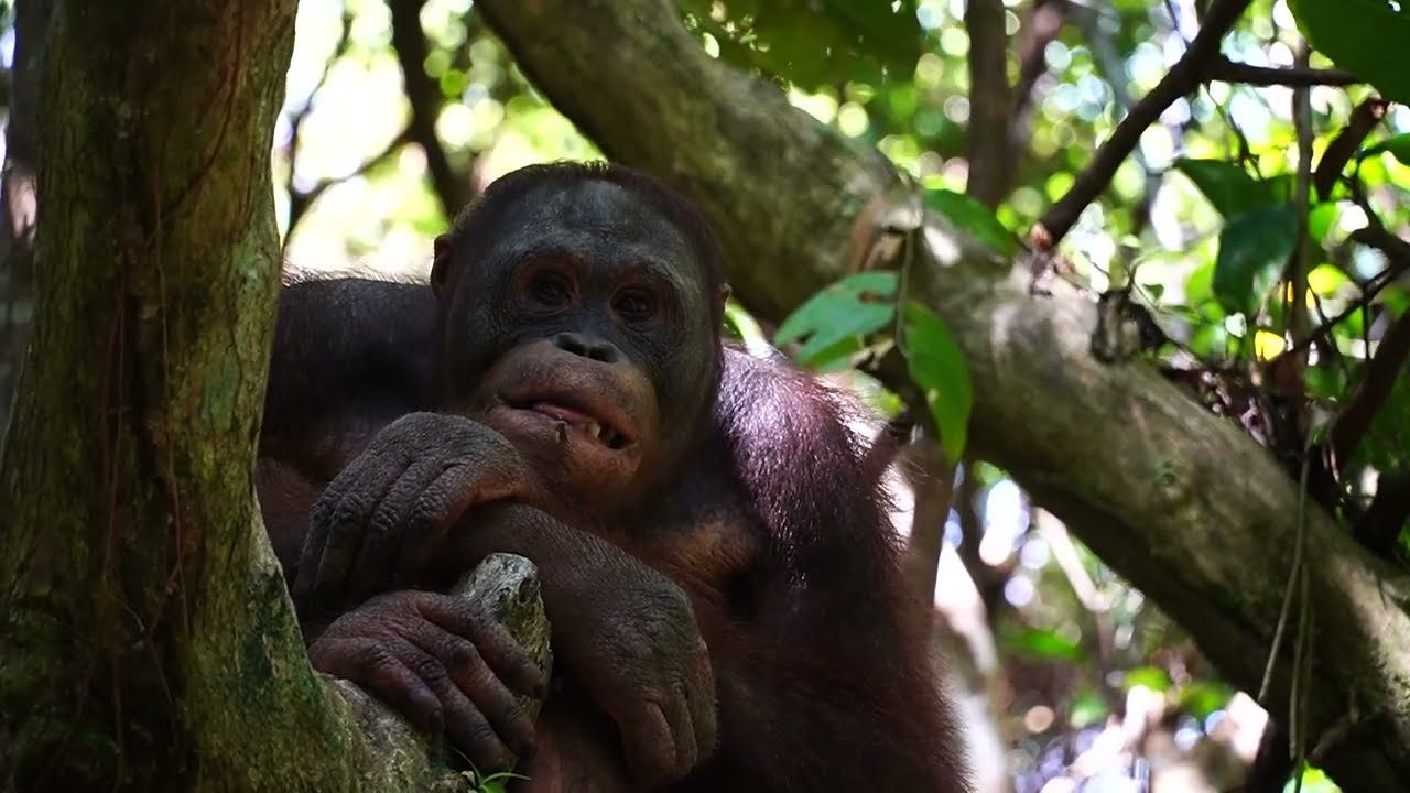 Rocky the orangutan in the canopy