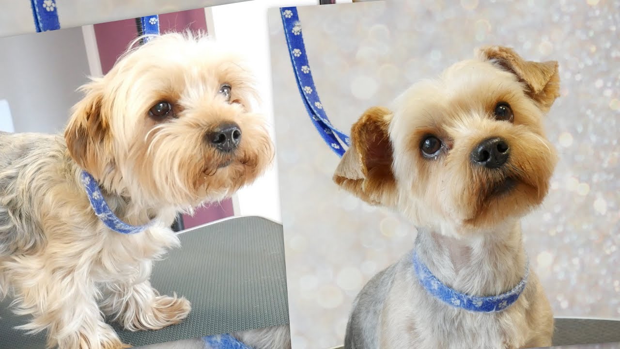 PetGroooming - Yorkie Grooming #71