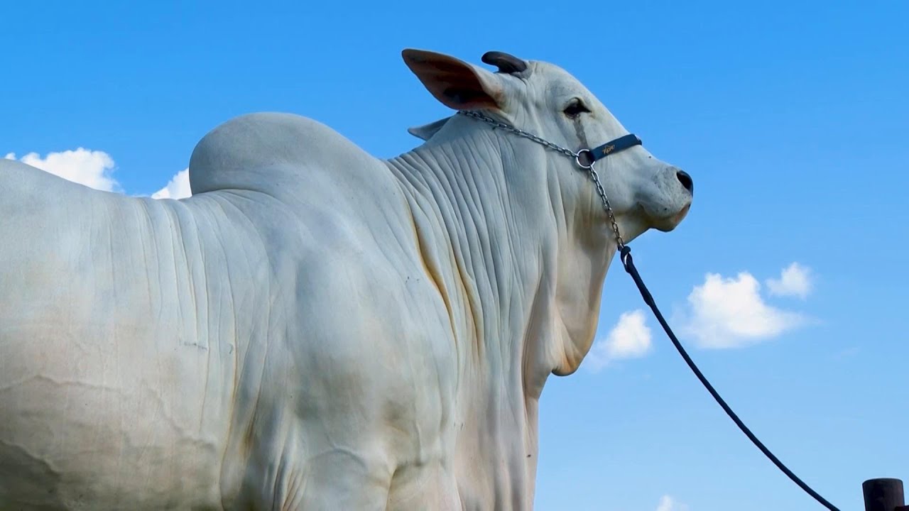 Meet Viatina-19, the world's most expensive cow worth 21 million reais ($4.2 million)
