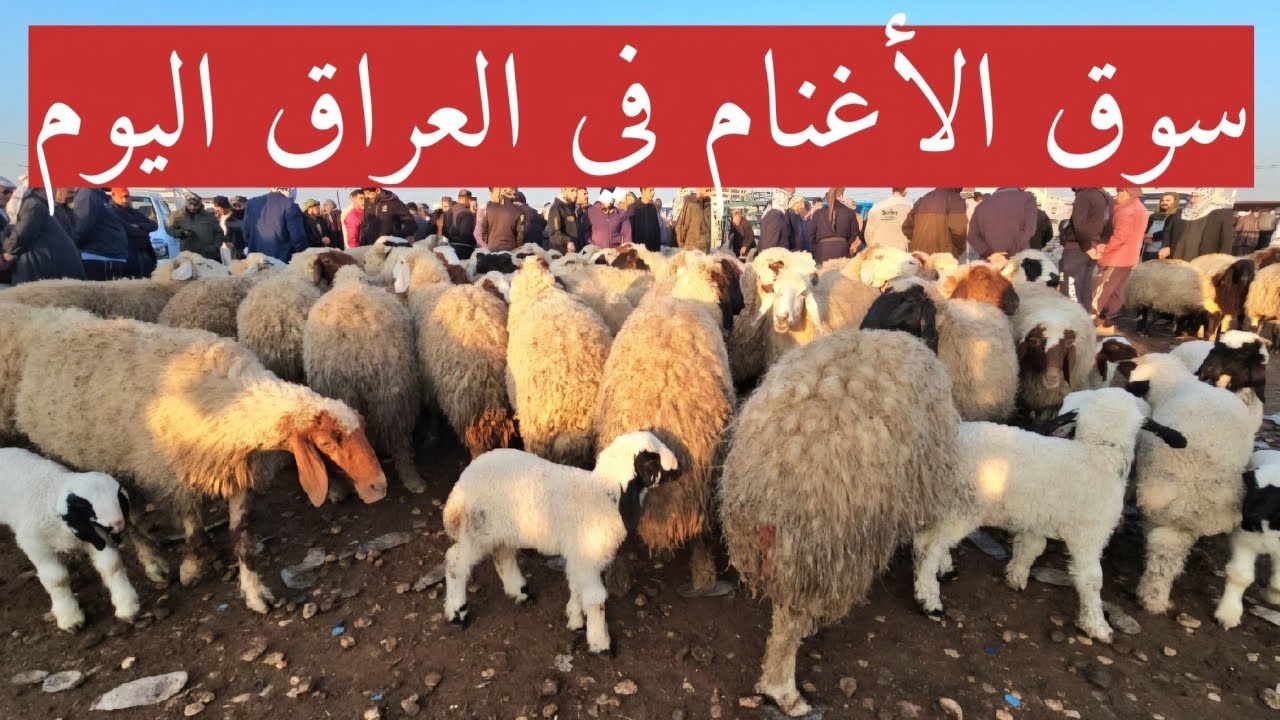 #سوق_الأغنام في العراق سوق محافظة ديالى وسط العراق