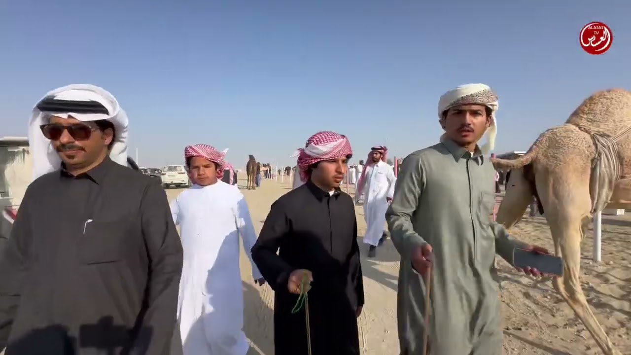 مهرجان الظفره دخول فئة العشرين جمل 