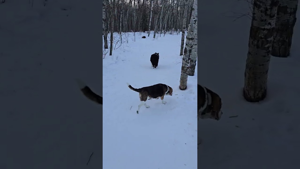 1. Friday's Park walk with Chewy, Pepe and Rue 