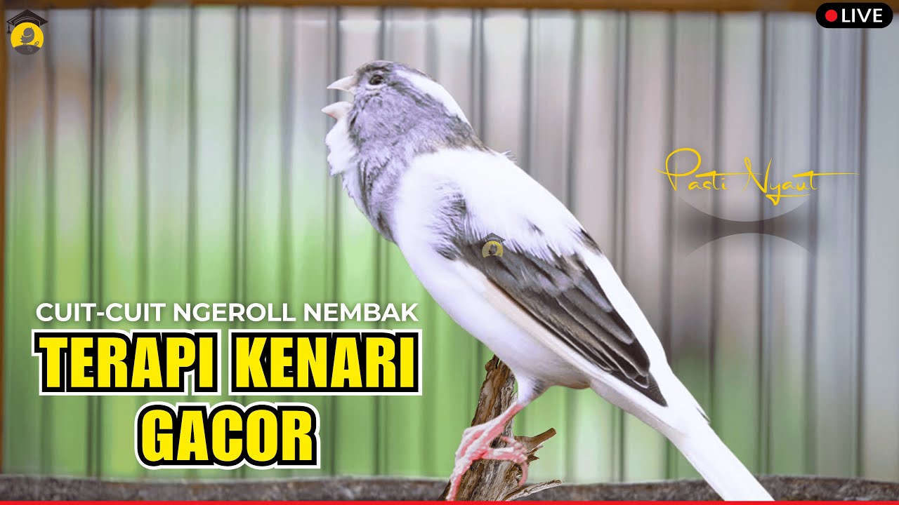💯% KENARI GACOR DIMUSIM HUJAN‼️ PANCINGAN/MASTERAN KENARI GACOR SEJALUR - KENARI PAUD CEPAT NYAUT‼️