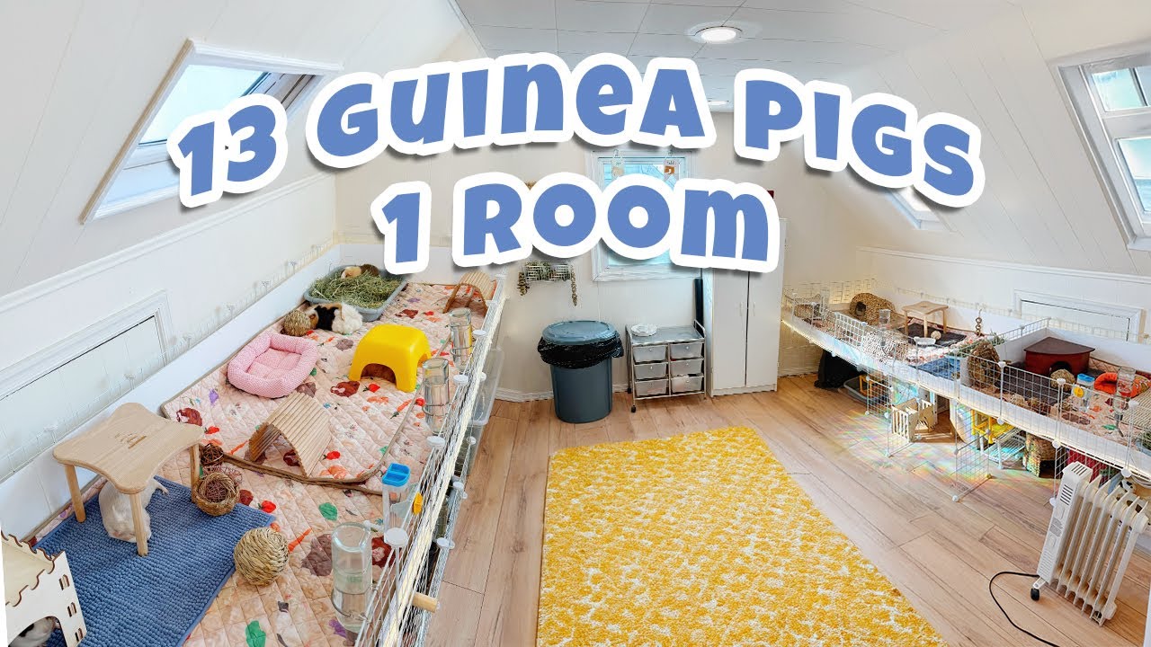 Guinea Pig Room Tour + Meet My Guinea Pigs! ⭐🐽