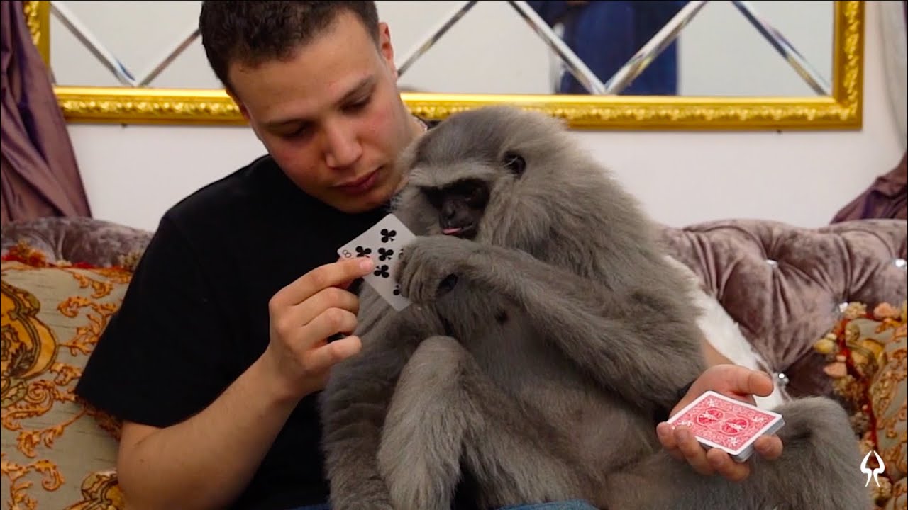 MONKEY REACT TO MAGIC 🙈🙉🙊🐒😂🤣😂  - SOSSAM