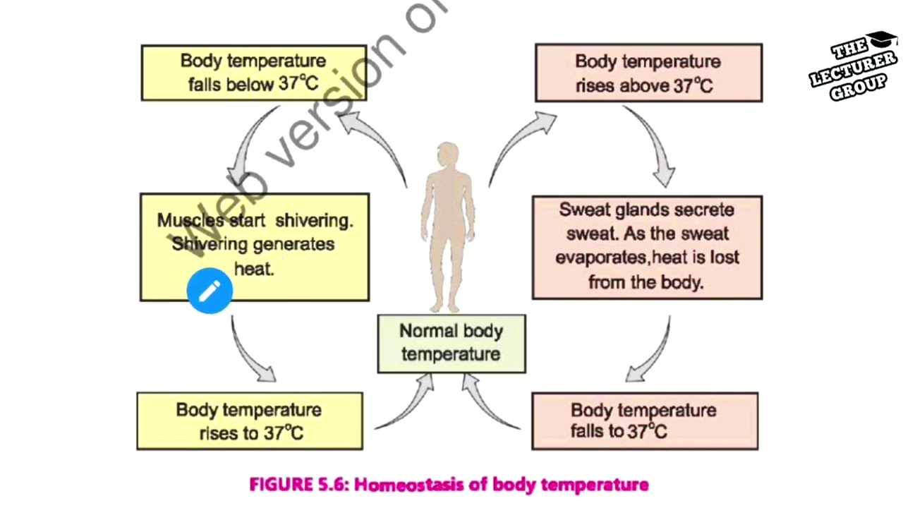 Homeostasis | importance of homeostasis| homeostasis of body temperature| 9th bio 