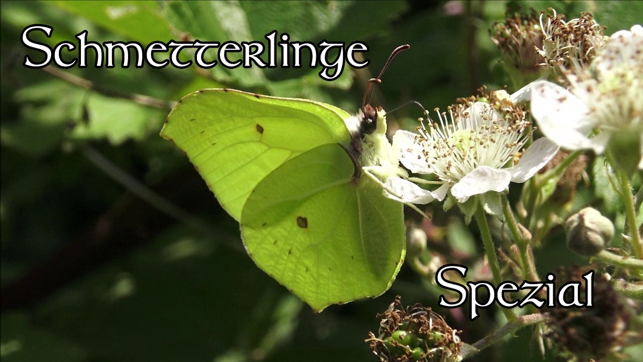 Insekten-Compilation: Schmetterlinge Spezial!