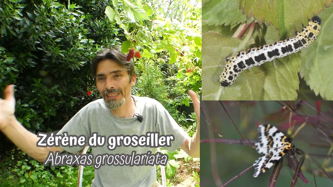 Les associations de cultures, plantes compagnes, compagnonnages…  charlatanisme ou génie végétal ?