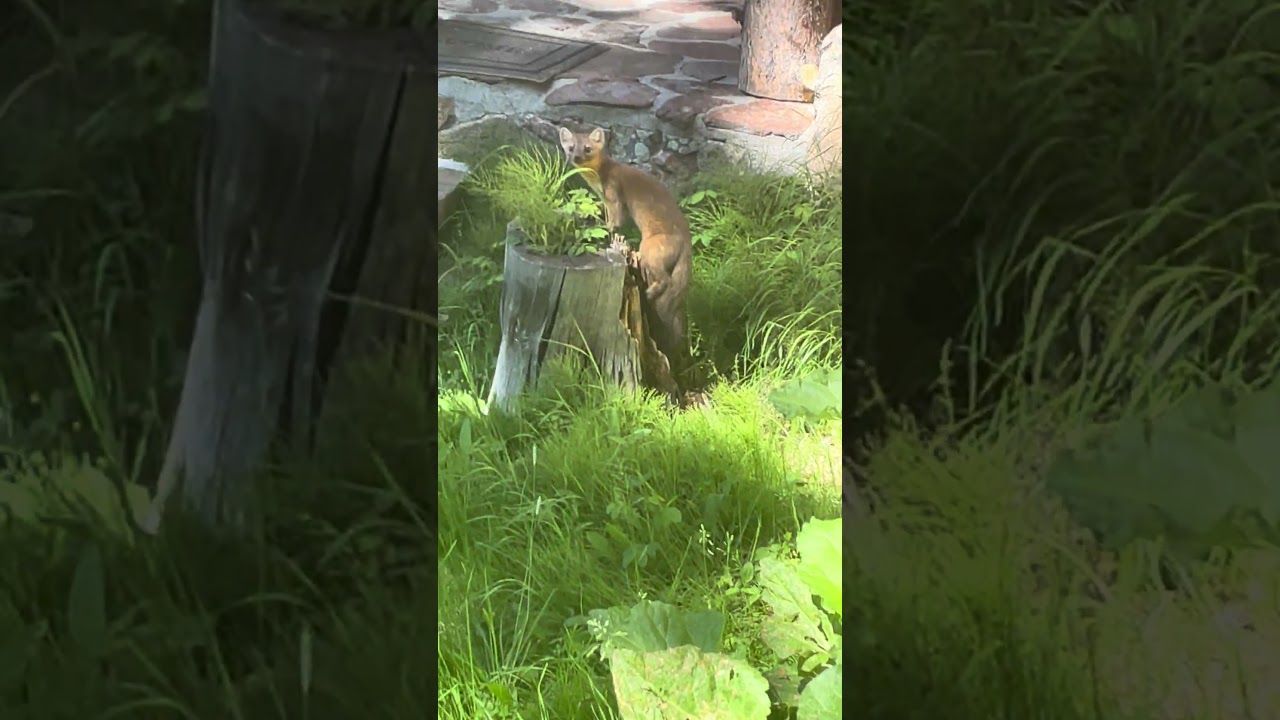 Pine Marten Visit #wildlife #pinemarten #yellowstonenationalpark