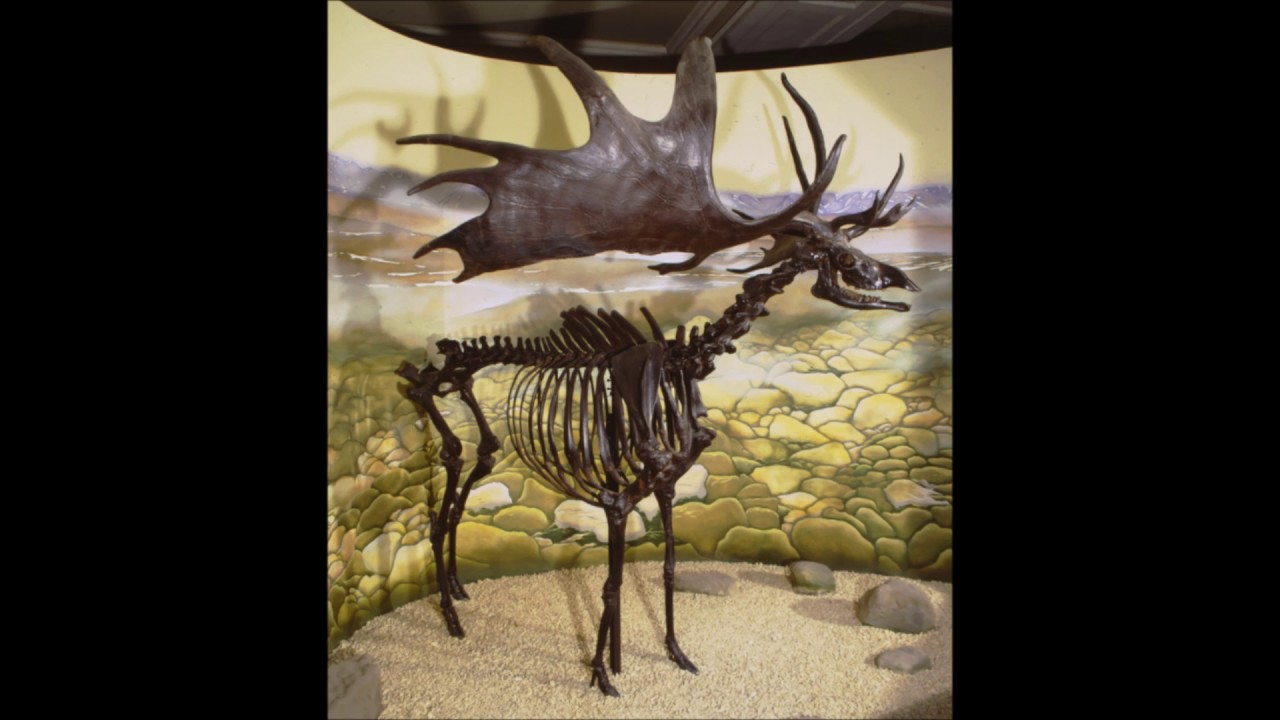 The Giant Irish Deer, Geology - Elaine Brooks