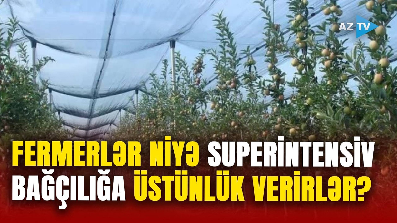 Fermerlərin ÜSTÜN SEÇİMİ: Bazarlarda ən çox satılan məhsullar burada yetişir- SUPERİNTENSİV BAĞÇILIQ