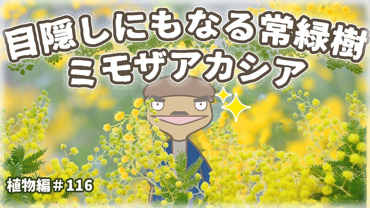 【植えても平気？】美しい庭木ミモザアカシアの特徴と育て方 | 植物編-116