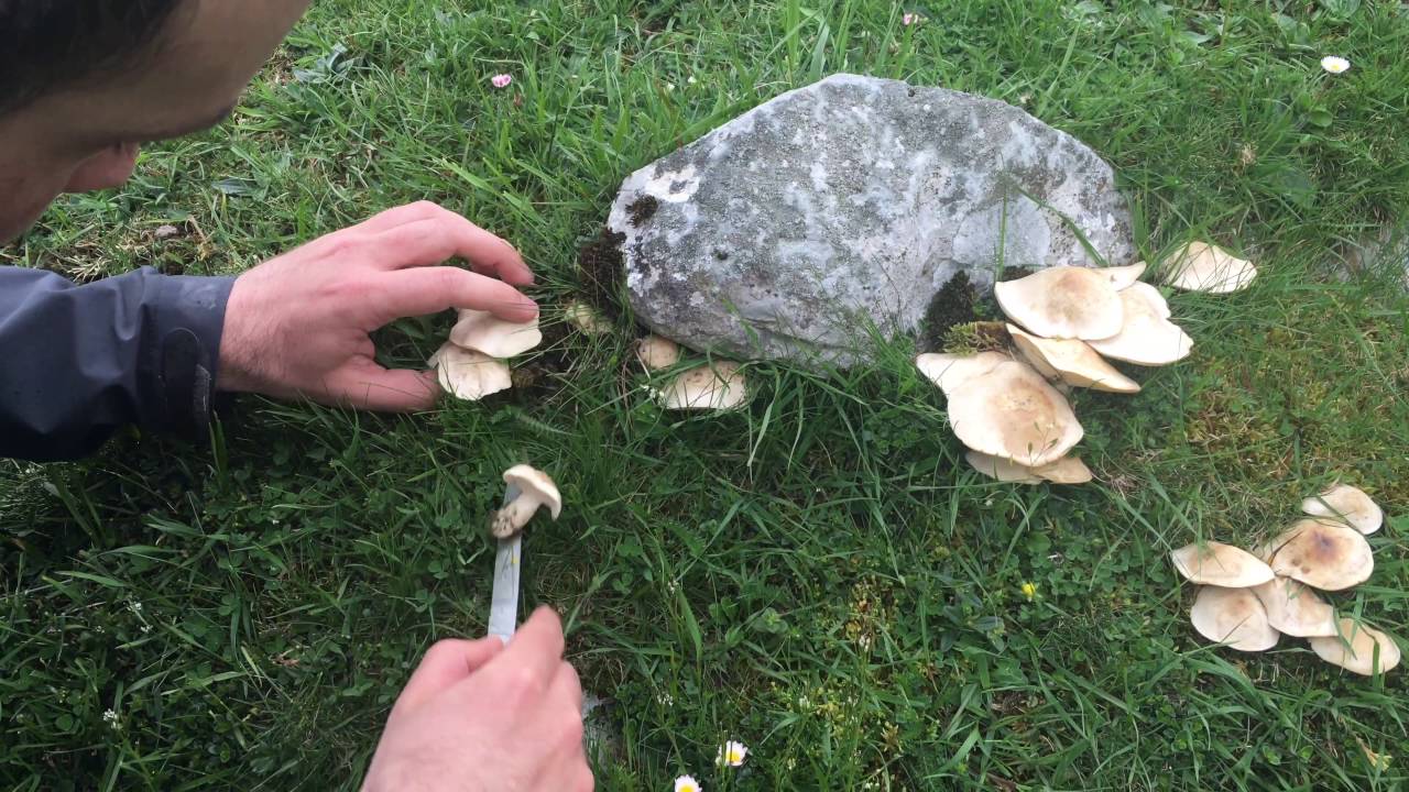 Perretxiko setala (susa, moixernó, seta de san jorge, calocybe gambosa)