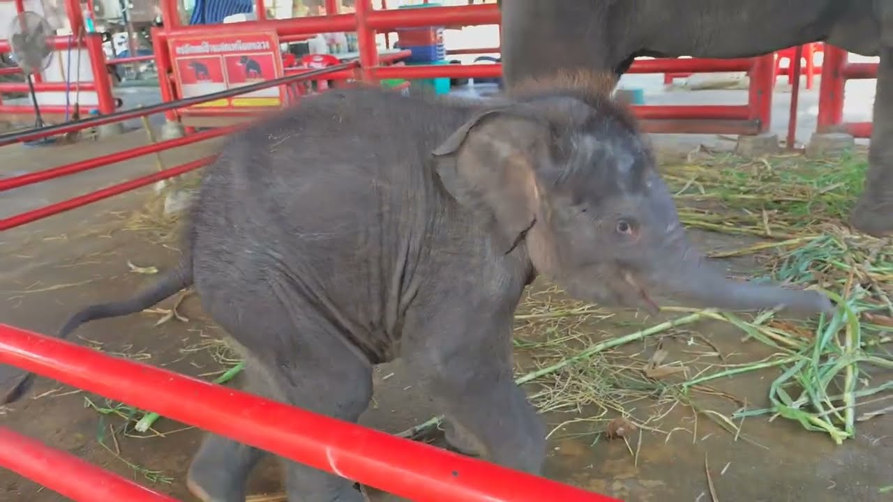 ฟังเสียงคำรามน้องแฝดเสียงไสมาก