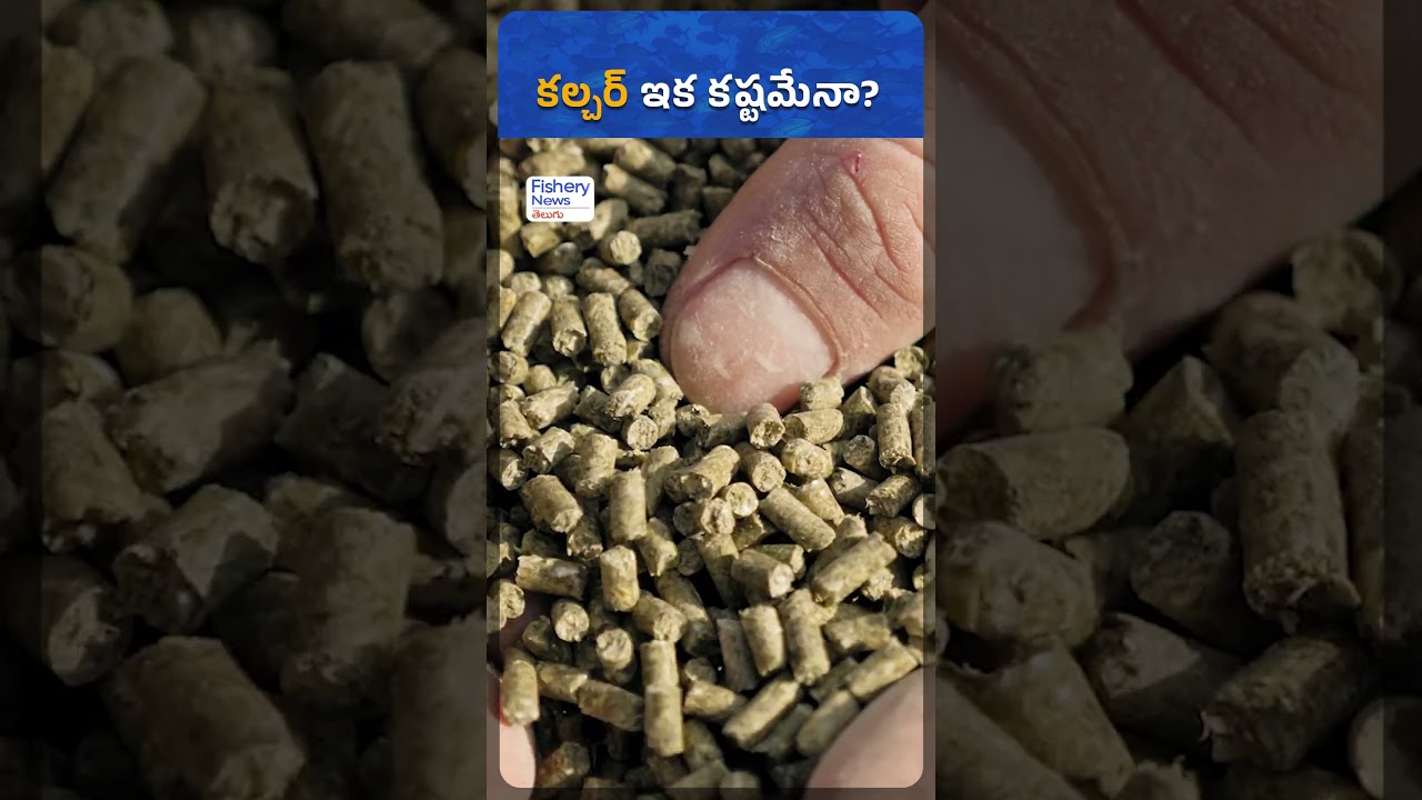 Will Andhra Pradesh Shrimp Farmers Stop Cultivation? | Crop Holiday Warning | Chalo Amaravati