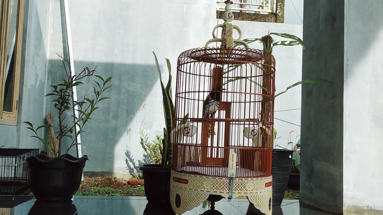 Burung Anis Kembang Ngeplong pagi cocok buat pancingan @wakandifarm2912