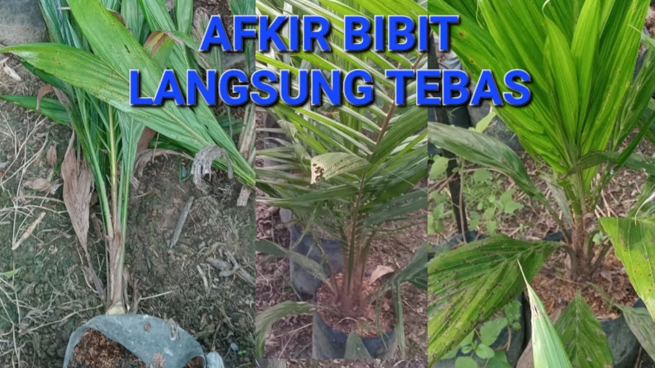 afkir bibit yg g layak langsung tebas/babat.. @petanipemula48