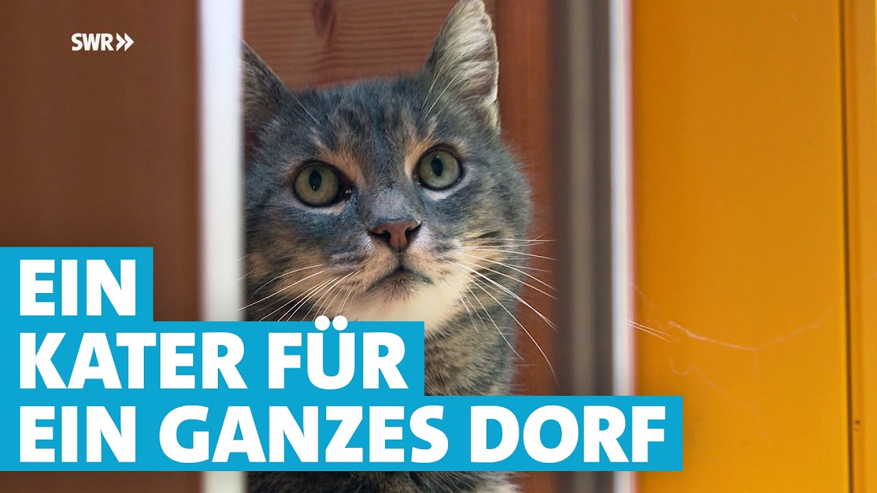 Kater Primo ist im ganzen Dorf Otterbach zuhause