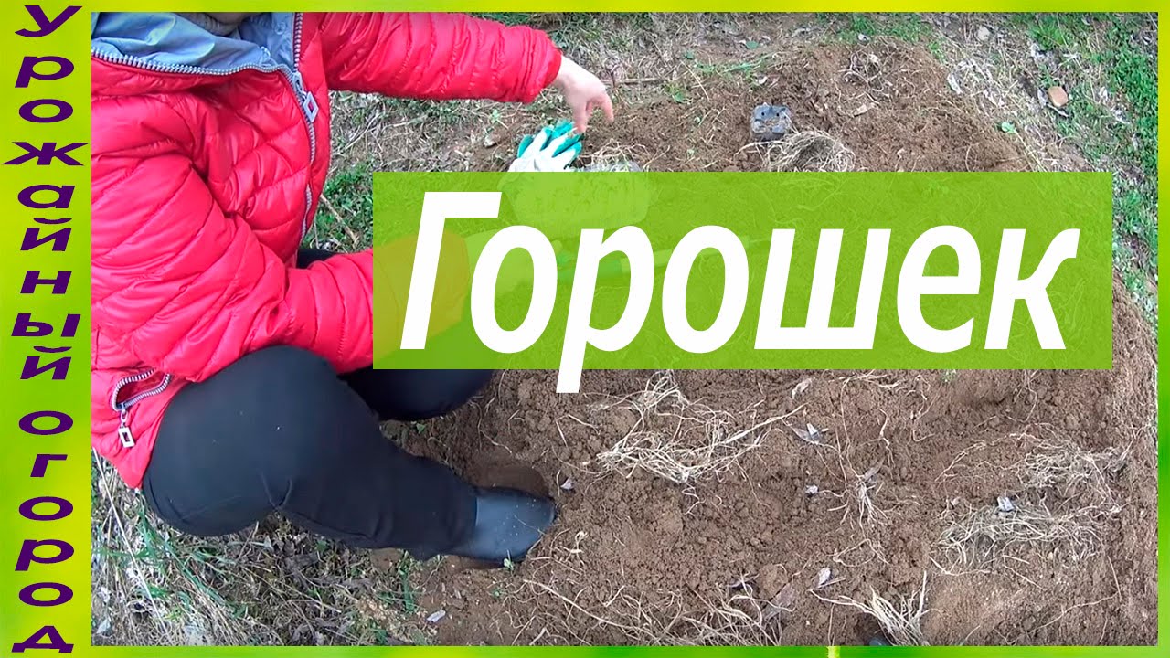 ПЕРЕСАДКА ГОРОШКА ИЗ ОПИЛОК В ГРУНТ!