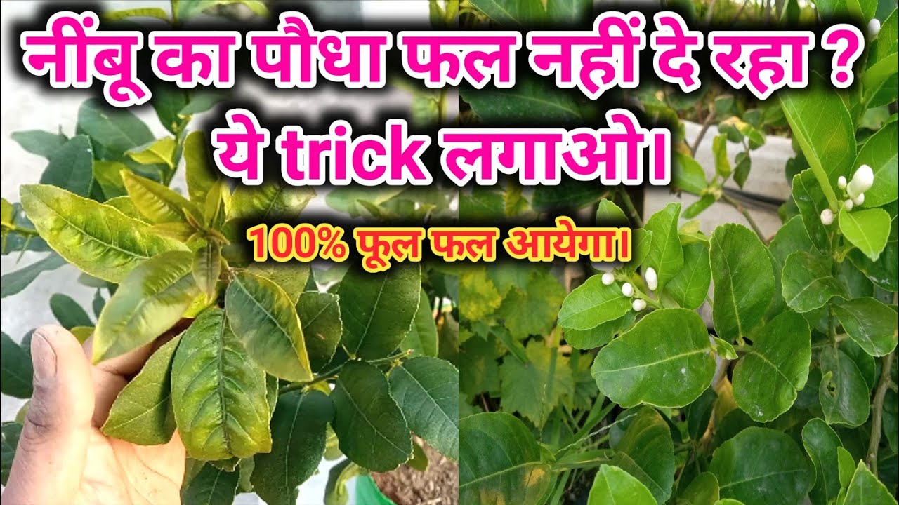 नींबू के पौधे में फूल फल भी आ रहा है आज ही करो ये उपाय | Lemon plant secret Trick | #gardeningtips 