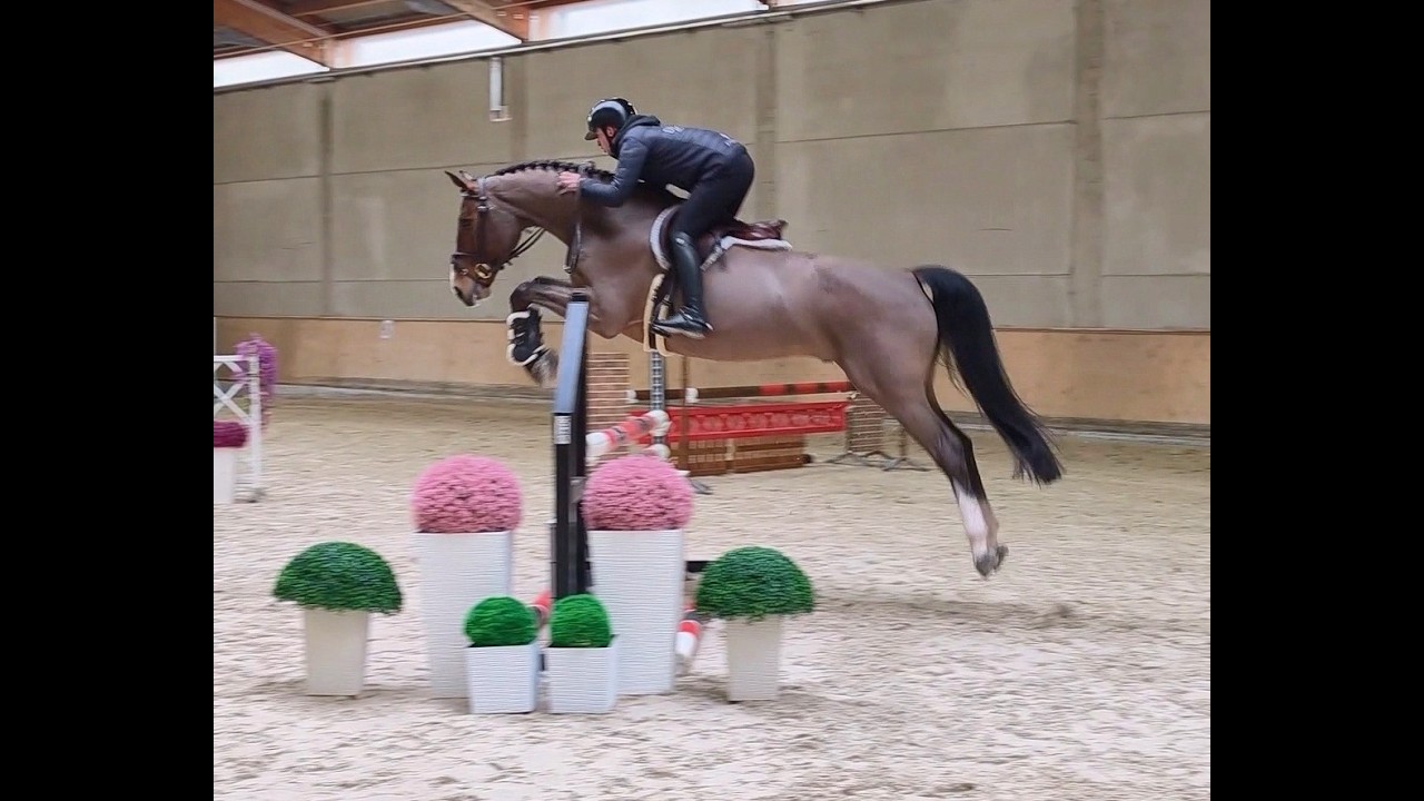 *2016 gelding, Casiro - Landor