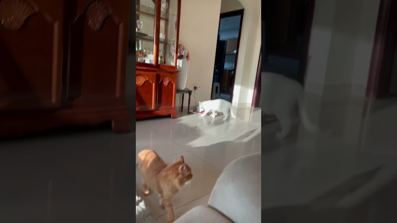 pet reaction when owner crying