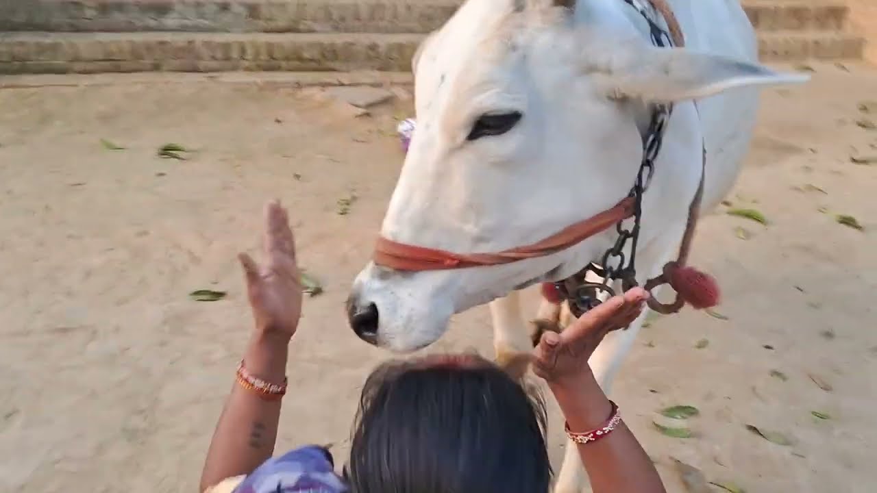 Subah subah kashu dallo ne kiya masti #funny #video 