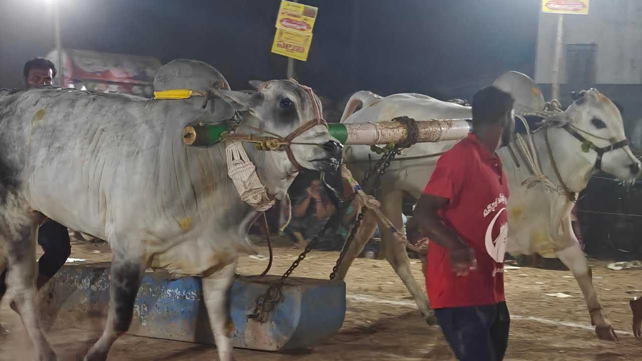 మొర్జంపాడులో 9జత దేవరపల్లి జాన్వికారెడ్డి గారు,హన్వికారెడ్డి గారు+అక్కినేని శాన్వీ చౌదరి గారు 
