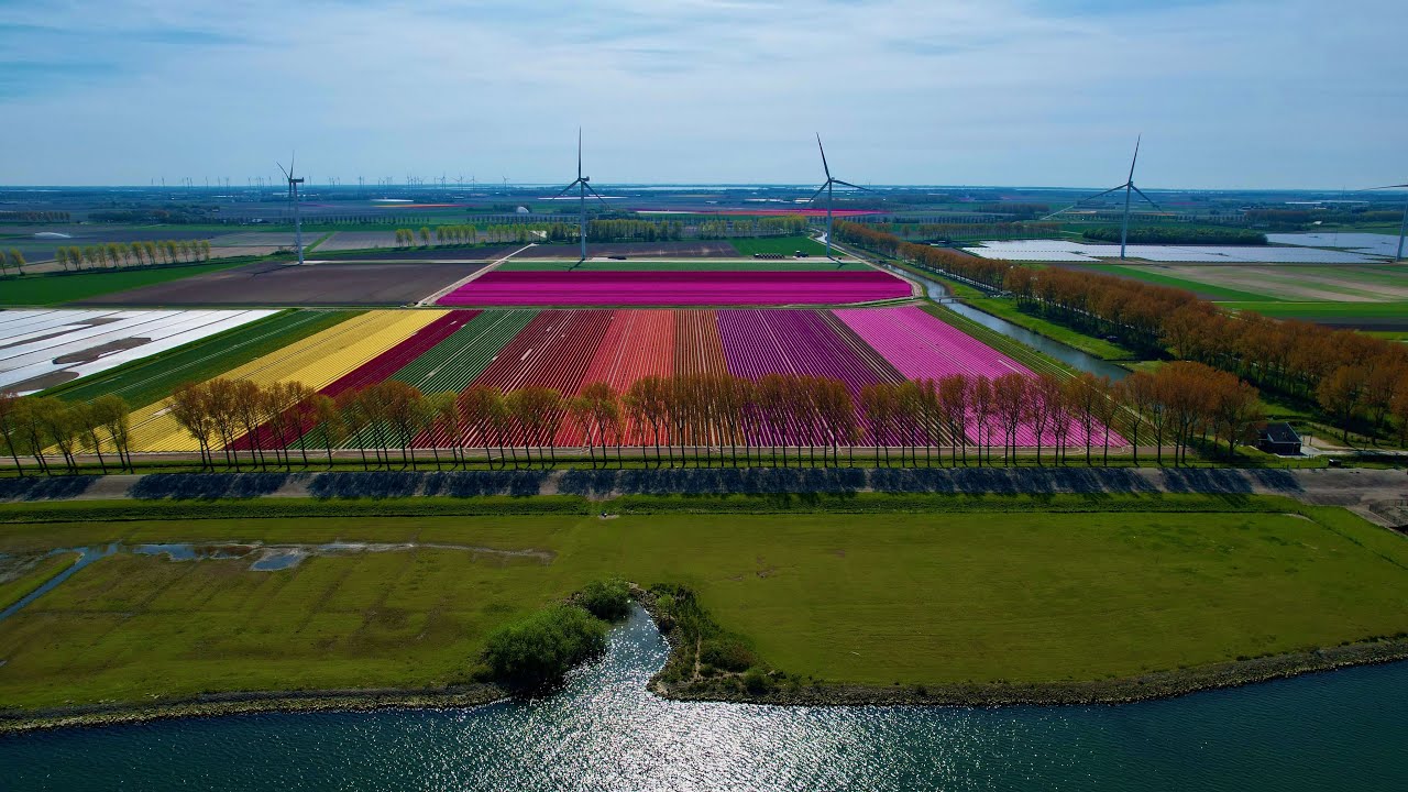 Tulpenvelden 2022 drone (4K)