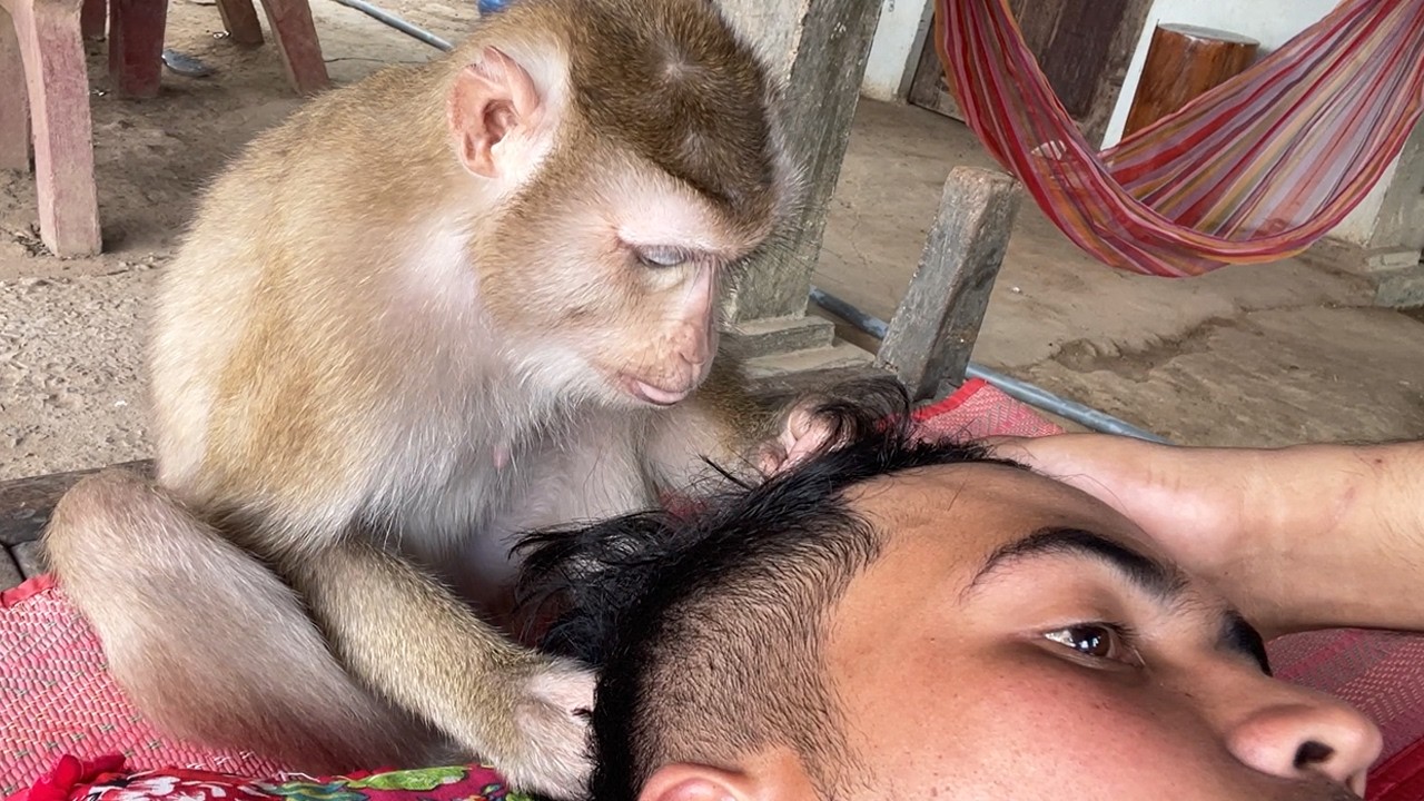 Zueii Monkey Gently Grooming Forehead For Total Relaxation ASMR