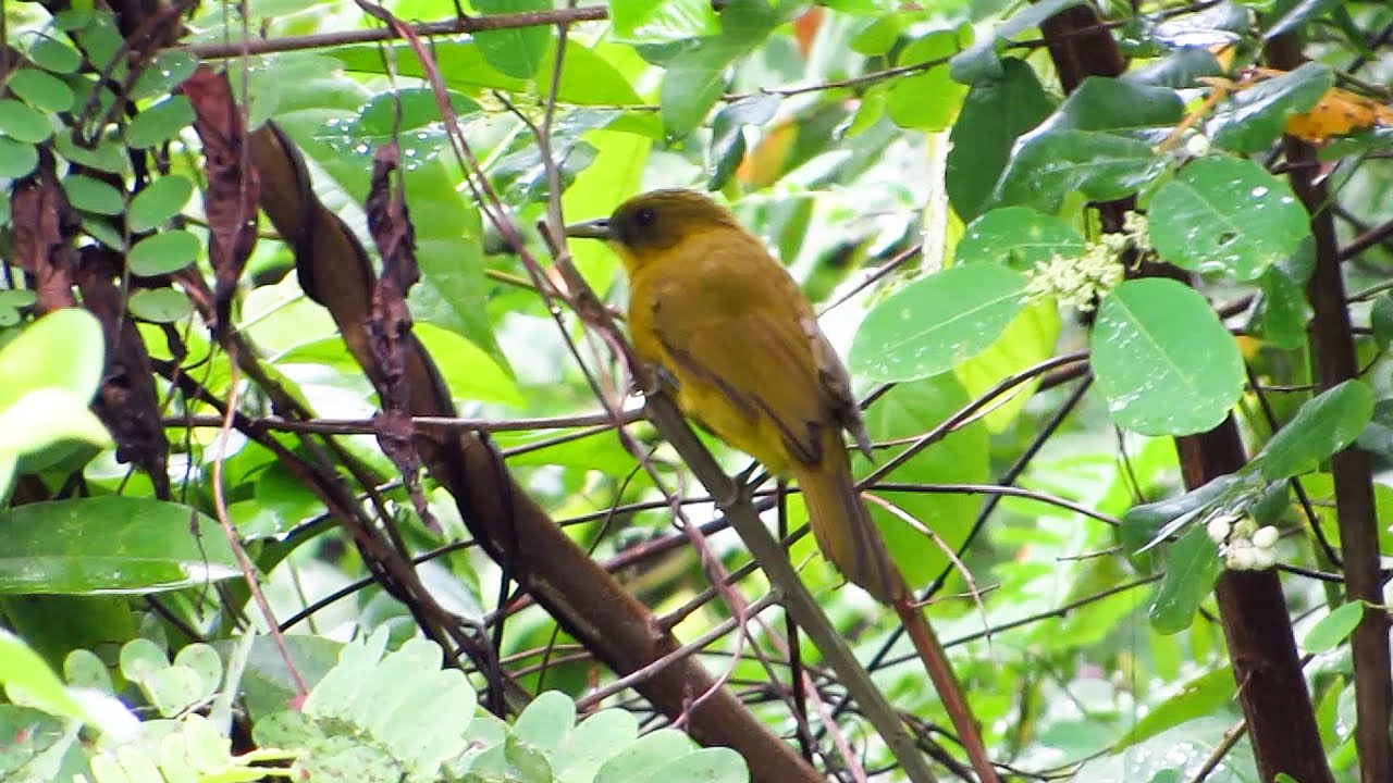 Halmahera Golden Bulbul - east of Wallace's Line