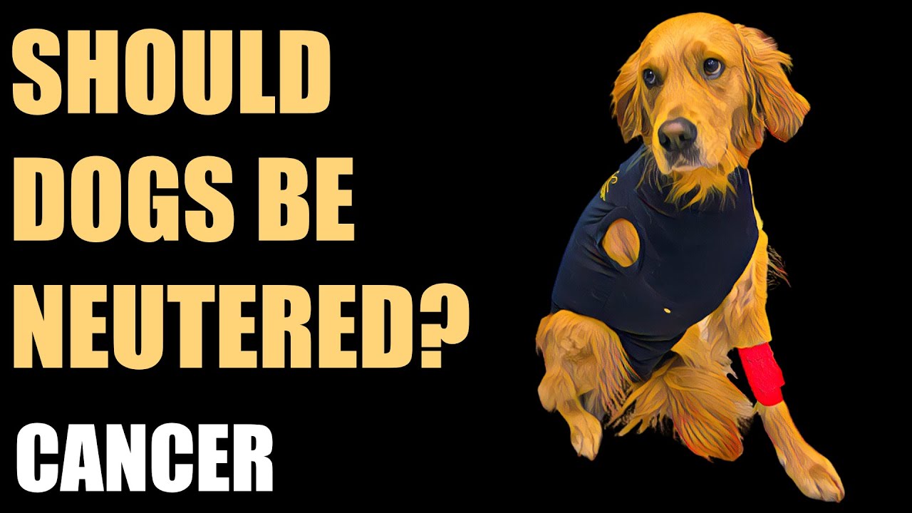 The risks and benefits of neutering dogs - Part 6 - Cancer