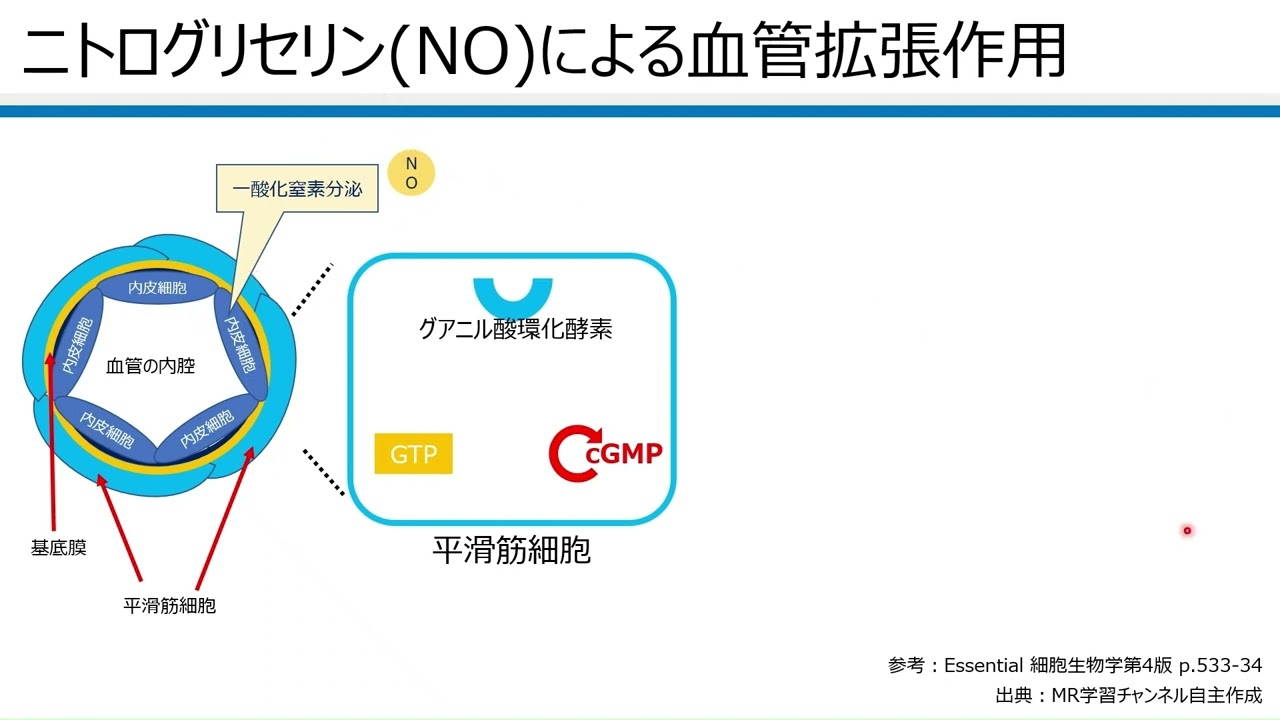 ニトログリセリン（一酸化窒素:NO）の血管拡張作用の作用機序