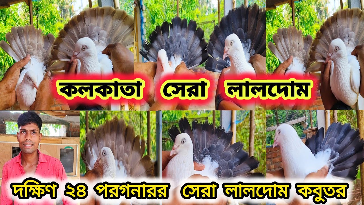কলকাতা সেরা লালদোম। BIGEST KALDOM AND LALDOM KABUTOR AT SOUTH 24 PGS।@pigeonsloverrj9600